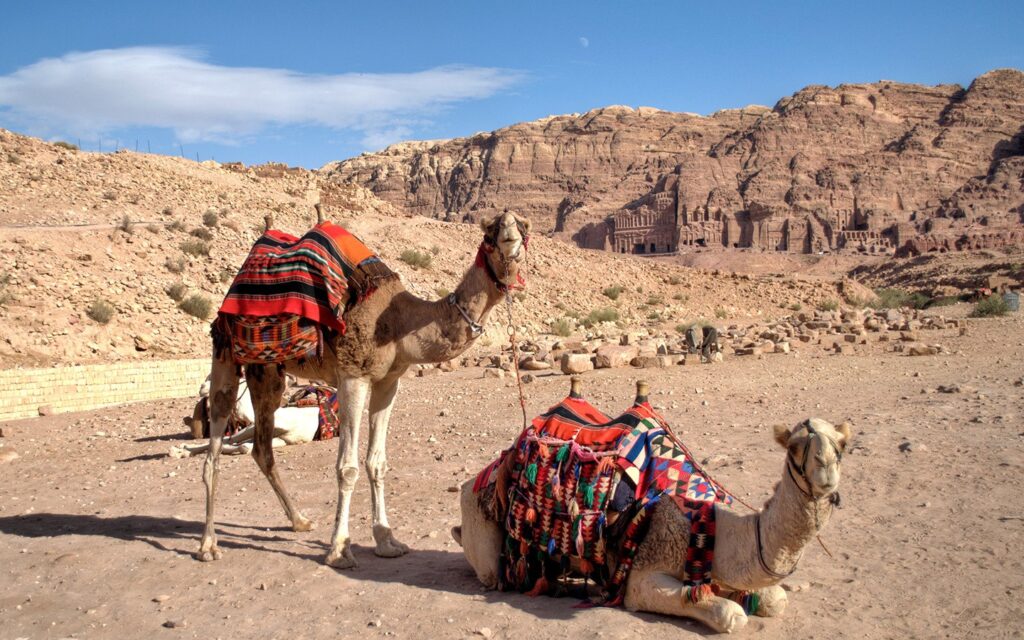Καμήλες στην Πέτρα